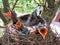 Nest with five chicks of fieldfare lat. Turdus pilaris