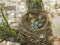 Nest with five egg of fieldfare lat. Turdus pilaris close up