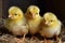 nest of fluffy yellow chicks with their beaks open, ready to chirp