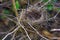 The nest of a forest bird, located in the branches of trees and resembling a basket of twigs in the forest thicket.