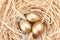 Nest with golden quail eggs