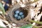 Nest. Great Reed Warbler (Acrocephalus arundinaceus).