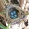 Nest. Great Reed Warbler (Acrocephalus arundinaceus).