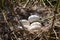 Nest of the grey goose with eggs in reedland with twigs and feathers