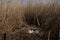 Nest of the grey goose with eggs in reedland with twigs and feathers