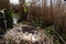 Nest of the grey goose with eggs in reedland with twigs and feathers