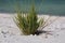 Nest of Grey Noddy Bird under the clump of grass