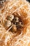 Nest with a group of quail eggs close-up. Stock photo of a nest with bird eggs