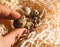 Nest with a group of quail eggs close-up. Stock photo of a nest with bird eggs