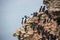 Nest of guillemot, Arctic, Barents Sea.