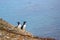 Nest of guillemot, Arctic, Barents Sea, Novaya Zemlya archipelago.