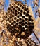 Nest hanging with group of wasps inside