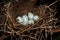 Nest of Hawfinch,(Coccothraustes)