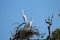 Nest of herons in tree