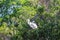 Nest of herons in tree