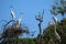 Nest of herons in tree