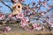 Nest house, in a tree full of almond blossoms