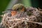 nest of hummingbird, with tiny bird fast asleep, its beak resting