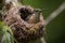 nest of hummingbird, with tiny bird fast asleep, its beak resting