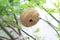 Nest of Japanese little Hornet