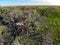 Nest of Long-legged Buzzard or Buteo rufinus on tree with nestlings