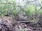 Nest of the Lyrurus tetrix, Black Grouse.