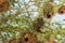 Nest in Maasai Mara, Kenya