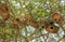 Nest in Maasai Mara, Kenya