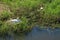 Nest and male and female mute swan, Gygnus Olor in the pond in the park in spring.