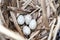 The nest of Moorhen (Gallinula chloropus)