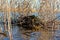 Nest of muskrat from dry cane stems in the lake