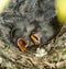 Nest and nestlings of European goldfinch Carduelis carduelis