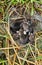 Nest of Newborn Wild Rabbits