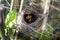Nest with nightingale nestlings.