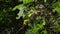 Nest oak processionary caterpillar in an oak tree. Poisonous hairs are dangerous for human skin and lungs causing rash irritation