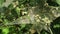 Nest oak processionary caterpillar  in an oak tree.Toxic caterpillar infestation plagues