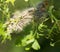 Nest oak processionary caterpillar Thaumetopoea processionea in an oak tree. Poisonous hairs are dangerous for human