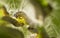 Nest oak processionary caterpillar Thaumetopoea processionea in an oak tree. Selective focus