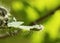 Nest oak processionary caterpillar Thaumetopoea processionea in an oak tree. Selective focus