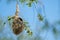 Nest of a Penduline Tit Remiz pendulinus in spring