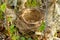 Nest of Redwing - Turdus iliacus bird in the thrush family, Turdidae, native to Europe and Asia, slightly smaller than the