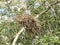 Nest of Rufous-fronted thornbird
