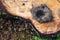 Nest of a small bird on a freshly cut tree trunk. Felling of coniferous forest in Central Europe