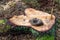 Nest of a small bird on a freshly cut tree trunk. Felling of coniferous forest in Central Europe