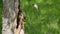 The Nest of a Small Bird, Great Tits - Parus Major, in a Tree Trunk