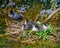 Nest with small, chicks situated on the surface of a tranquil body of water