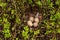 A nest with some eggs of a Eurasian woodcock, Scolopax rusticola in Estonian boreal forest during breeding season.