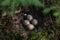 A nest with some eggs of a Eurasian woodcock, Scolopax rusticola in Estonian boreal forest during breeding season.