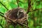 Nest of song-bird in bush