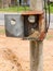 Nest of a sparrow in a cabinet with electrical meter